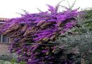 Bouganvillea