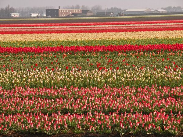 Tulpaner, tulpaner, tulpaner - Keukenhof - Holland