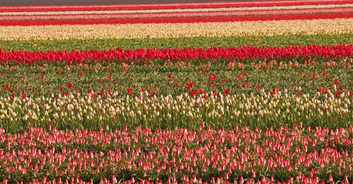 billiga resor Holland