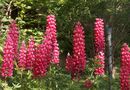 Lupiner = sommar