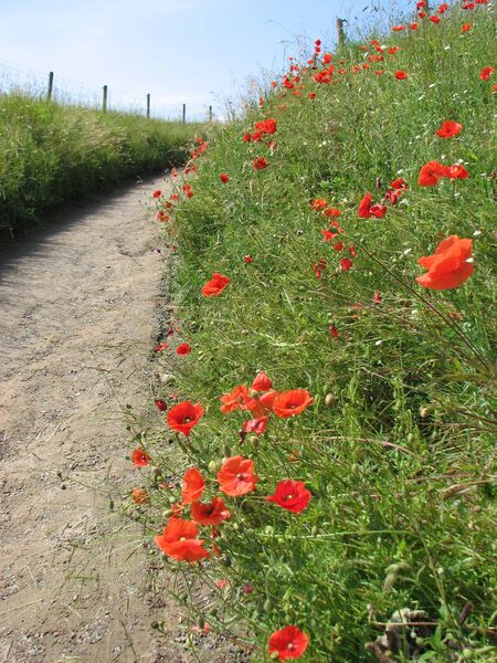 Valmo - Skåne - Sverige