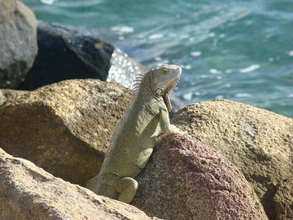 Leguan - Oranjestad - Aruba