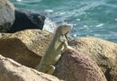 Leguan