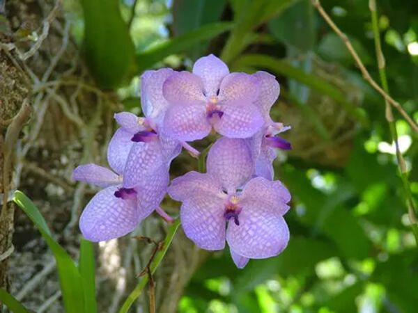 Orchide från Jardin Botanique -  - Guadeloupe