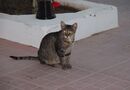 Hotellkatten.