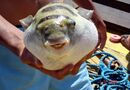 Flodfiske