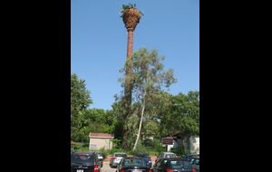 Annorlunda palm