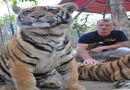 The Tiger Kingdom