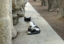 Cypernkatt