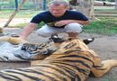 The Tiger Kingdom