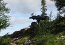 Vid Hundfjället ligger Trollskogen