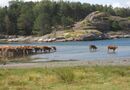 Kärlingesund