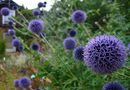Bollblommor