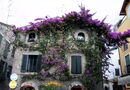 Vackert hus med vacker Bougainvillea
