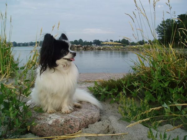 Hundvänligt på Öland - Köpingsvik - Sverige