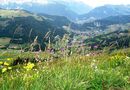 Alpsmycken..