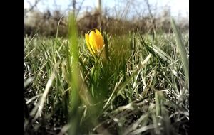 Vårens första blomma i vår trädgård