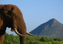 Storslagen natur och djur i Samburu