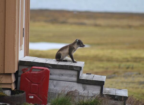 -  - Svalbard & Jan Mayen Islands