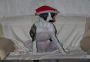 Meri är också tomte