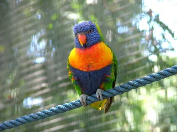 Fågel från Jardin Botanique - Jardin Botanique - Guadeloupe