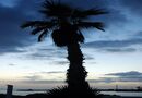 Palmernas land