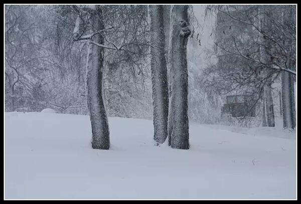 Tre träd - Hovrättsparken i Vasa - Finland