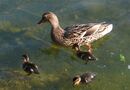 Andfamilj