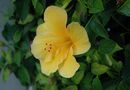 Gul hibiskus
