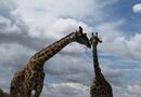 Giraffkärlek