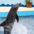 Delfinshow!