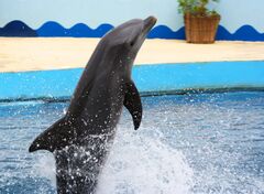 Delfinshow!