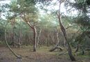 Trollskogen