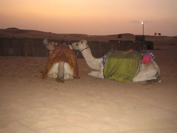 Kameler som vilar sig utanför ett beduinläger. - Dubai - Förenade Arabemiraten