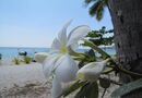 Blommor vid strandkanten