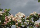 Äppelblom mot stålgrå himmel
