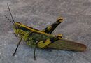 Flygare