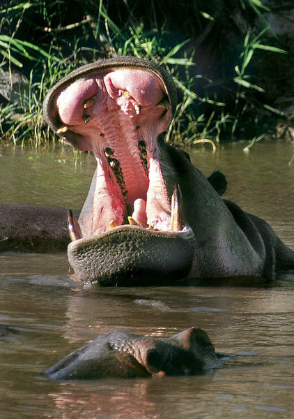 Flodhäst - Serengeti - Tanzania