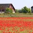 Vackra vallmoblommor.