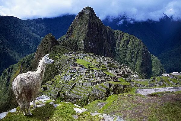 Lama vid Machu Picchu - Peru / Machu Picchu - Peru