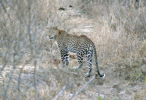 Leoparden -en av savannens skyggaste djur -  - Kenya