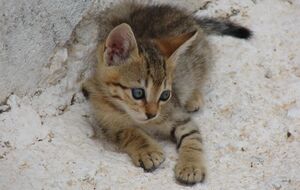 Pigadia Karpathos