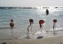 flamingos