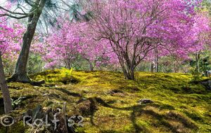Vår i Japansk mossträdgård