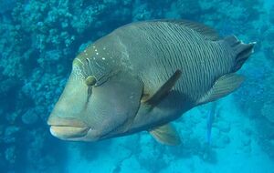 Fisk