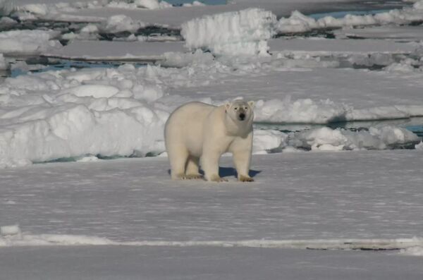  -  - Svalbard & Jan Mayen Islands