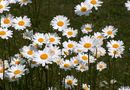 Sommarblommor.
