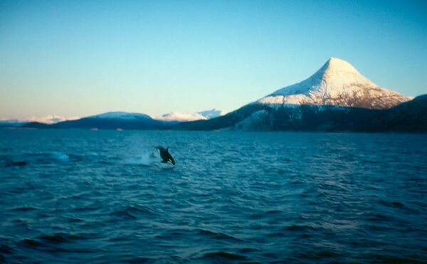 Hoppande Späckhuggare i Tysö fjorden - Lofotten, späckhuggare - Norge
