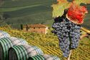 Erbjudanden och resor inom Mat & Vin