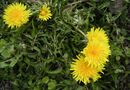 Maskrosblommor.